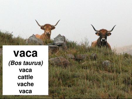 Vaca (Bos taurus) cattle vache.