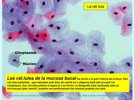 La cèl.lula Les cèl.lules de la mucosa bucal les tenim a la part interna de la boca. Són cèl.lules epitelials, aquí tenyides amb blau de metilè on s´observa.