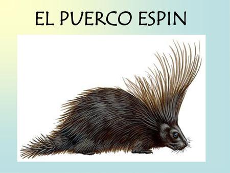 EL PUERCO ESPIN.
