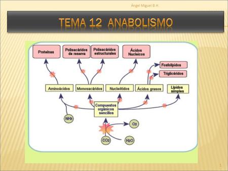 Ángel Miguel B.H. Tema 12 anabolismo.