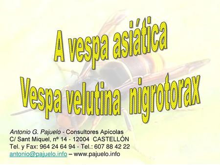 Vespa velutina nigrotorax