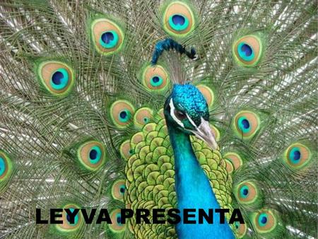 LEYVA PRESENTA.