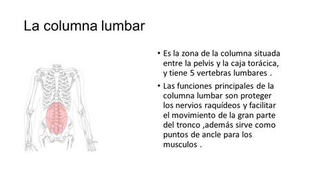 La columna lumbar Es la zona de la columna situada entre la pelvis y la caja torácica, y tiene 5 vertebras lumbares. Las funciones principales de la columna.