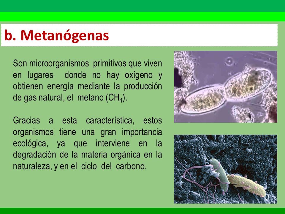 CLASIFICACIóN DE LOS SERES VIVOS - ppt video online descargar