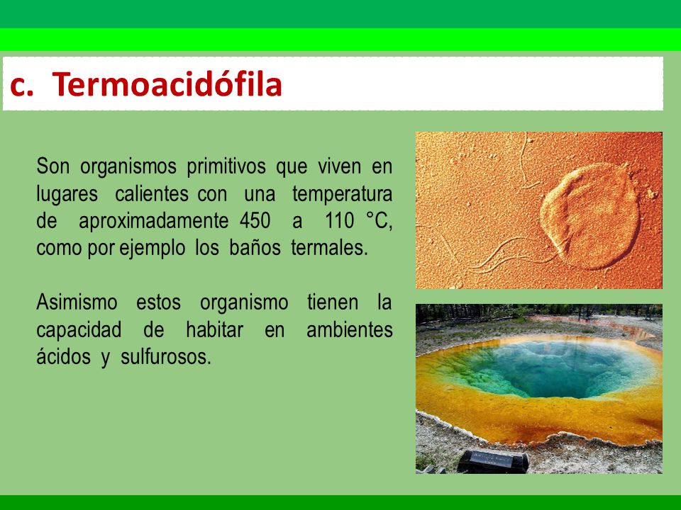 CLASIFICACIóN DE LOS SERES VIVOS - ppt video online descargar