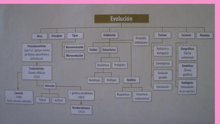 IDEAS PREEVOLUCIONISTAS SURGEN EN LA ANTIGUA GRECIA CON PENSADORES COMO EPICURO, ANAXIMANDRO, DEMOCRITO Y ARISTOTELES. LAS ESPECIES EVOLUCIONABAN LA TEORIA.