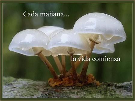 Cada mañana... la vida comienza.