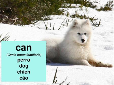 (Canis lupus familiaris)