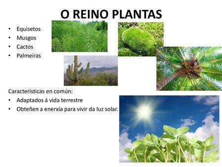 O REINO PLANTAS Equisetos Musgos Cactos Palmeiras