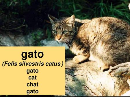 (Felis silvestris catus )