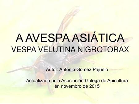 A AVESPA ASIÁTICA VESPA VELUTINA NIGROTORAX
