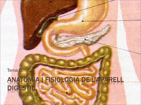 Anatomia i fisiologia de l’aparell digestiu.