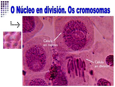O Núcleo en división. Os cromosomas