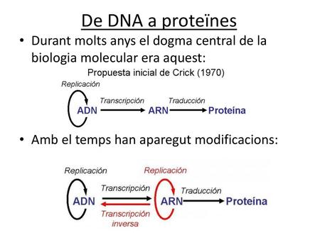 De DNA a proteïnes Durant molts anys el dogma central de la biologia molecular era aquest: Amb el temps han aparegut modificacions: