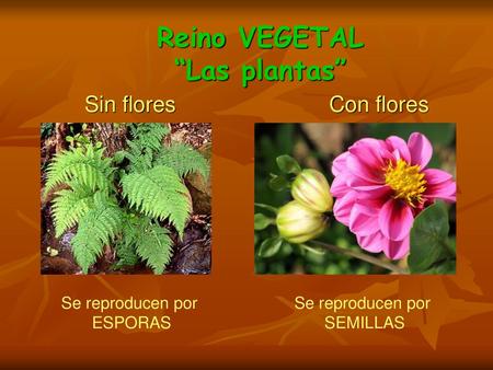 Las Plantas Las Plantas Terrestres Acuaticas Y Algas Las