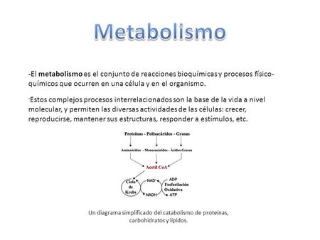 Metabolismo -El metabolismo es el conjunto de reacciones bioquímicas y procesos físico-químicos que ocurren en una célula y en el organismo. -Estos complejos.