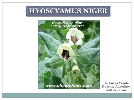 HYOSCYAMUS NIGER Dr. Lucas Yraola Docente Adscripto AMHA - 2010.