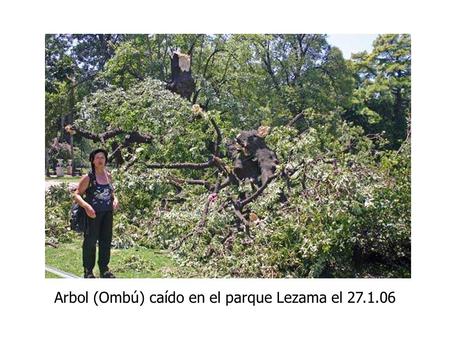 Arbol (Ombú) caído en el parque Lezama el 27.1.06.