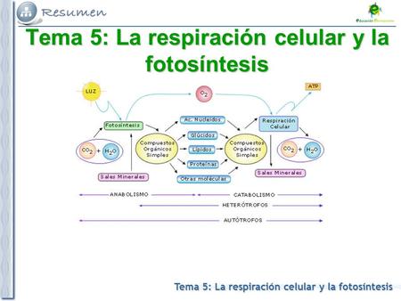 Tema 5: La respiración celular y la fotosíntesis