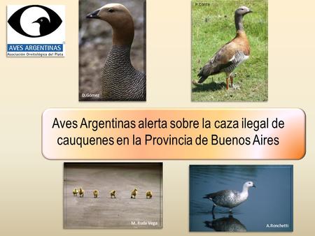 Aves Argentinas alerta sobre la caza ilegal de cauquenes en la Provincia de Buenos Aires M. Ruda Vega A.Ronchetti D.Gómez P.Conte.