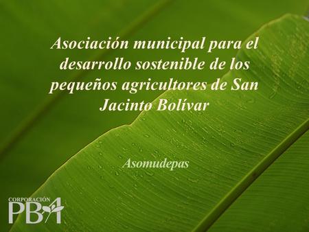 Asociación municipal para el desarrollo sostenible de los pequeños agricultores de San Jacinto Bolívar Asomudepas.
