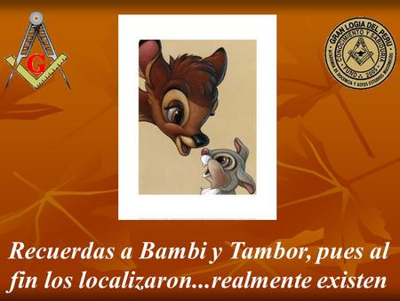 Recuerdas a Bambi y Tambor, pues al fin los localizaron...realmente existen.