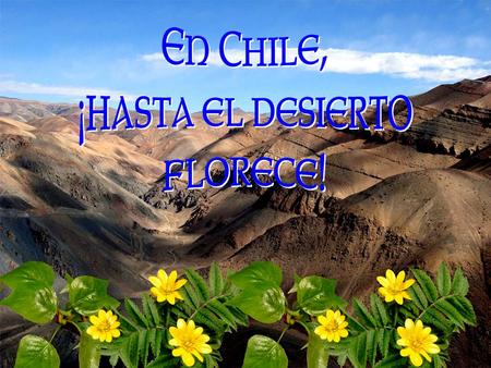 En Chile, ¡hasta el desierto florece!.