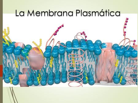 La Membrana Plasmática