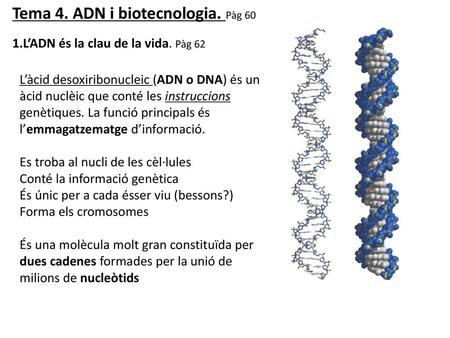Tema 4. ADN i biotecnologia. Pàg 60