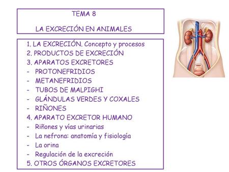TEMA 8 LA EXCRECIÓN EN ANIMALES