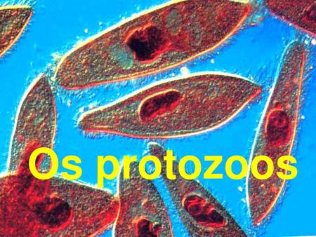 Os protozoos.