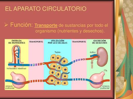 EL APARATO CIRCULATORIO
