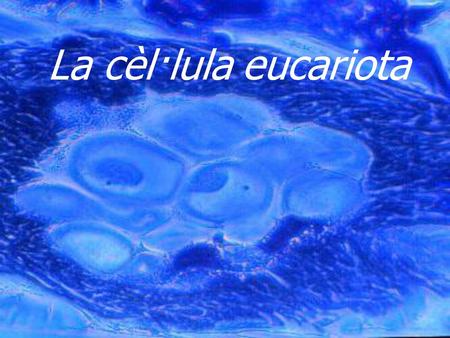 La cèl·lula eucariota.
