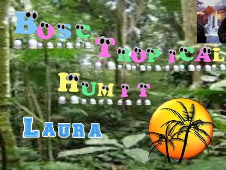 Index Que és el bosc tropical humit