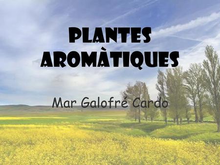 Plantes aromàtiques Mar Galofré Cardo.
