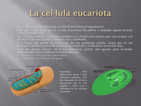 La cèl·lula eucariota La cèl·lula eucariota representa un nivell més elevat d’organització. Com que és més gran que la cèl·lula procariota, ha arribat.