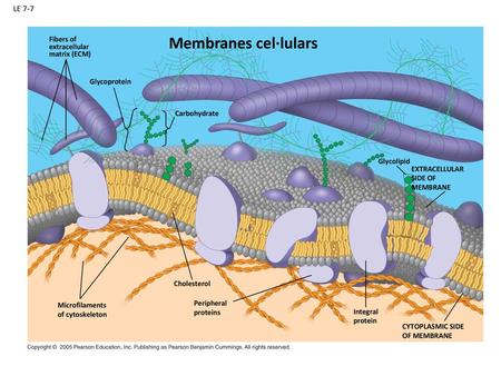 Membranes cel·lulars LE 7-7 Fibers of extracellular matrix (ECM)