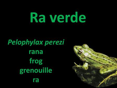 Ra verde Pelophylax perezi rana frog grenouille ra.