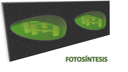 FOTOSÍNTESIS.