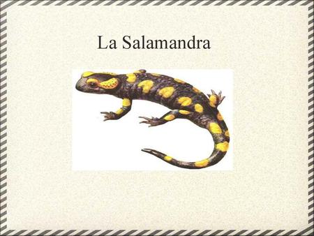 La Salamandra.
