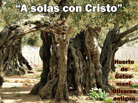 “A solas con Cristo” Huerto de Getse- maní. Olivares antiguos.