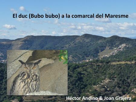 El duc (Bubo bubo) a la comarcal del Maresme