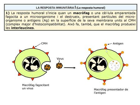 LA RESPOSTA IMMUNITÀRIA I (La resposta humoral)