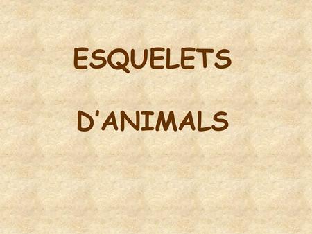 ESQUELETS D’ANIMALS.