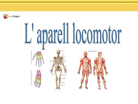 L' aparell locomotor.