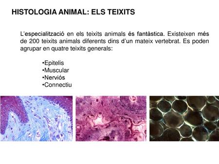HISTOLOGIA ANIMAL: ELS TEIXITS
