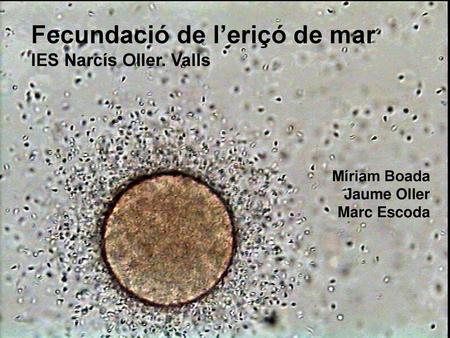 Fecundació de l’eriçó de mar IES Narcís Oller. Valls