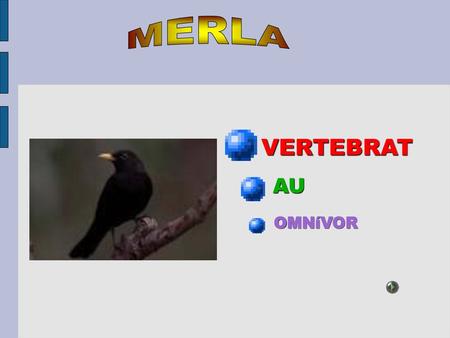 MERLA VERTEBRAT AU OMNíVOR.