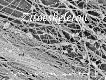 Zitoeskeletoa Egileak; Maialen Agirre eta Anne Arrien.