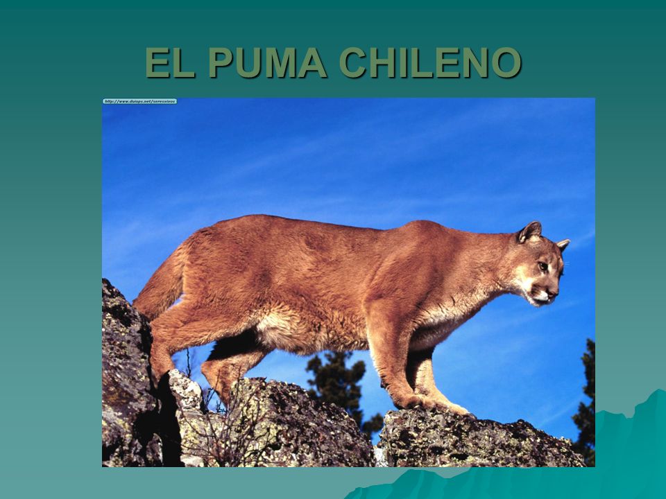 EL PUMA CHILENO. - ppt video online descargar